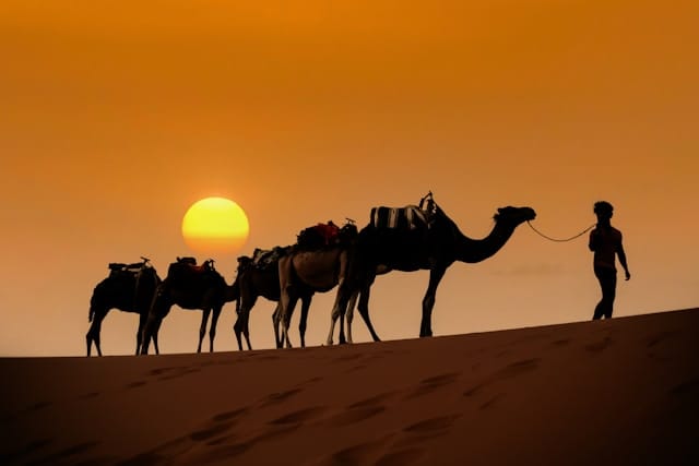 Camels in Sahara Desert, 4-day trip from Marrakech to fes