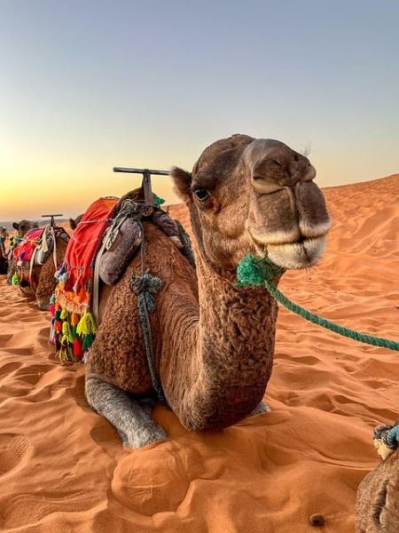 Camel ride at sunset in Merzouga Desert