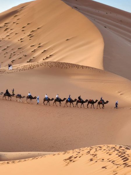 Caravan of camels crossing the Sahara Desert during a 4 days trip from Marrakech to fes